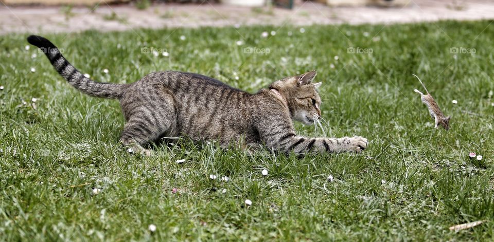 Tom & Jerry. Cat play with mouse
