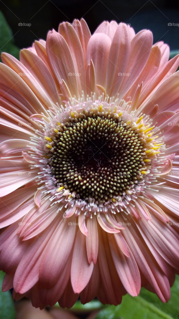 closeup pink flower