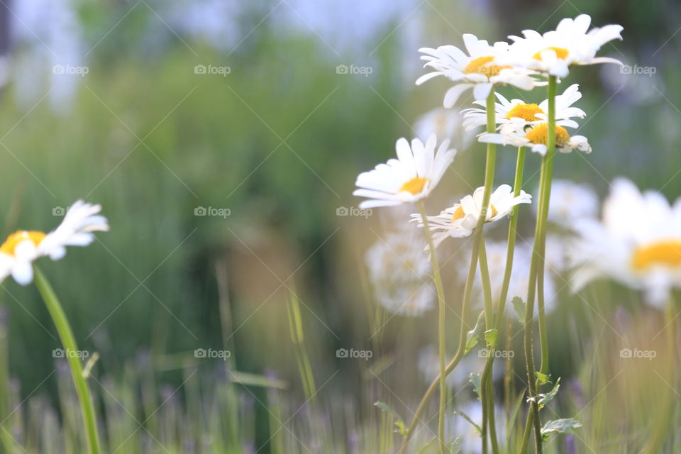 Freshness in nature . Flowers and grass 