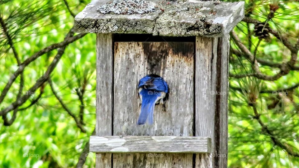 Swallow climbing in nest