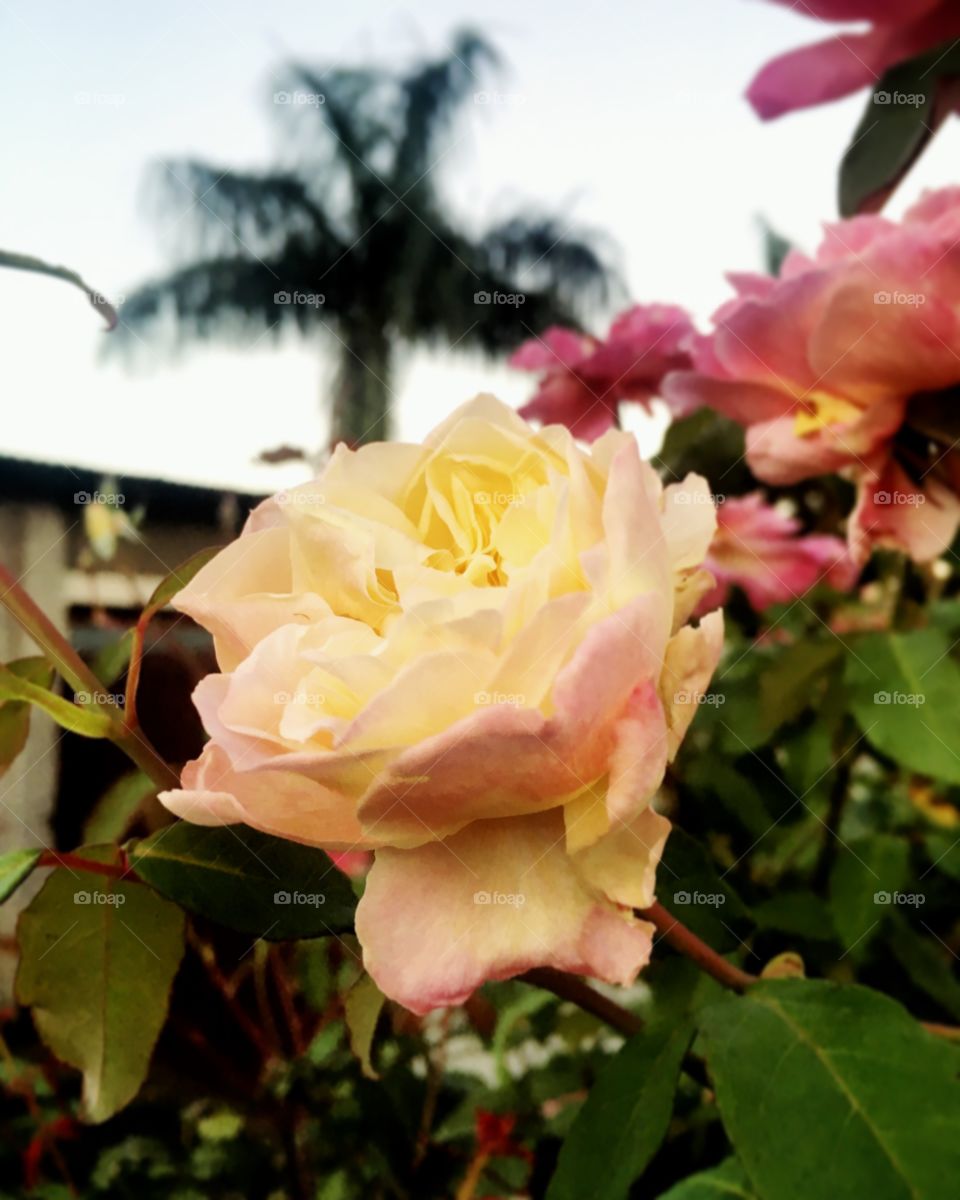 Natureza de beleza ímpar. Flores colorindo a manhã e inspirando a 6a feira. Que tenhamos uma jornada muito boa!