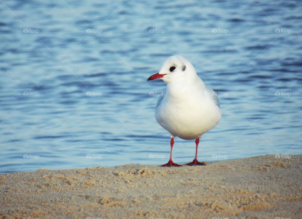 Seagull