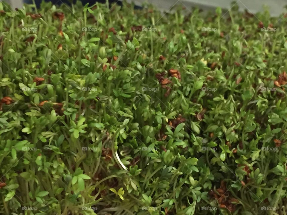 Bern’s Steakhouse herbs