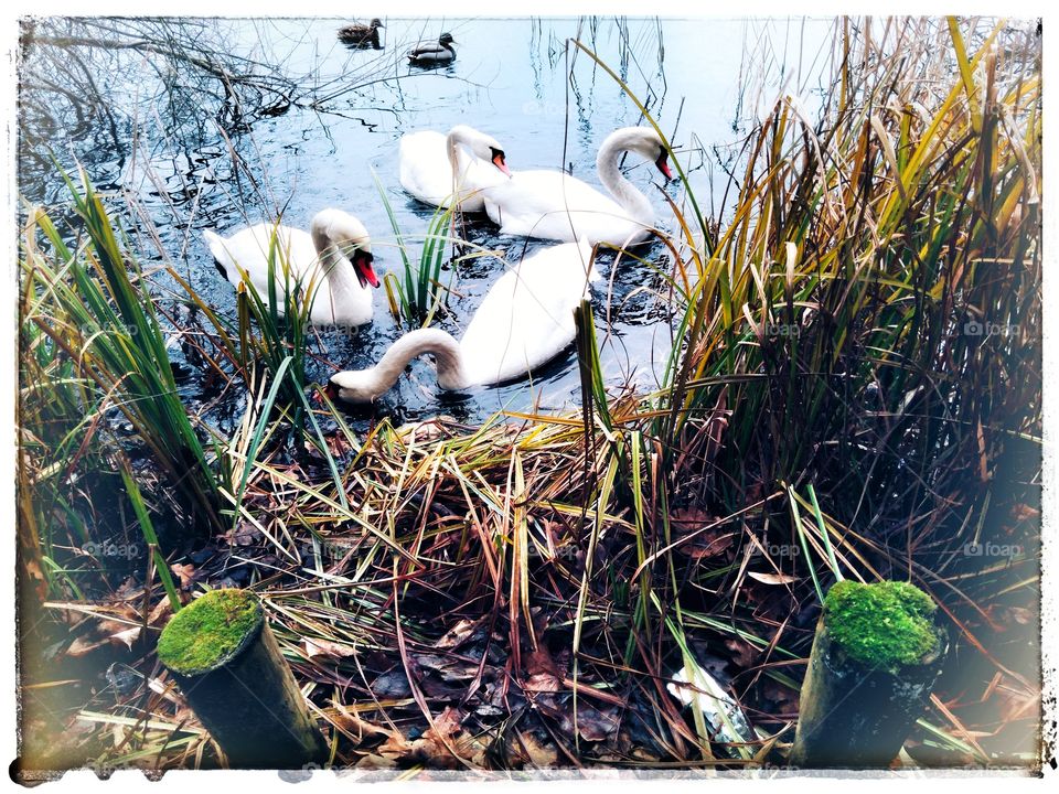 Swans, white birds