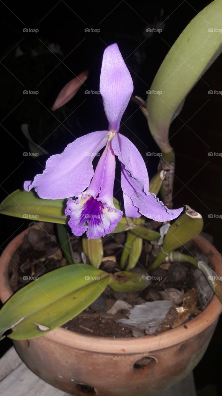 katleia orquídea