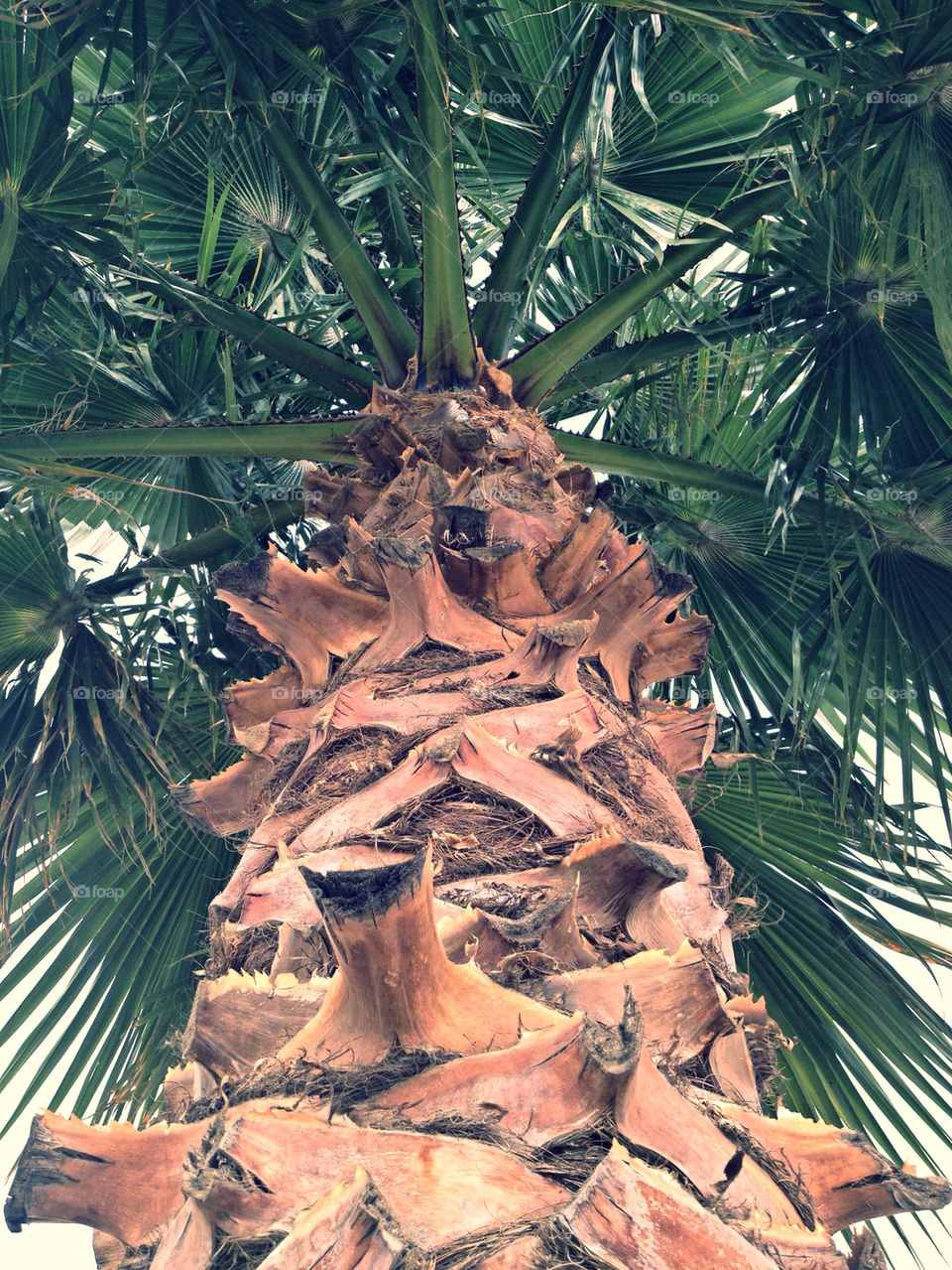 large palm