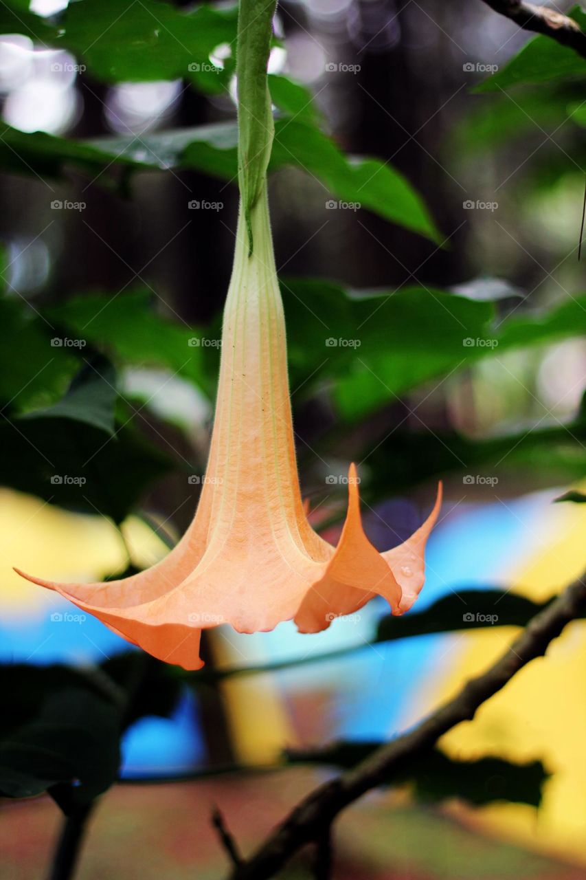 Brugmansia aurea, golden angel's trumpet, is a species of flowering plant in the nightshade family Solanaceae, endemic to Ecuador. Since March 2014, it has been listed as Extinct in the Wild by the IUCN but prior to that, it was listed as Vulnerable