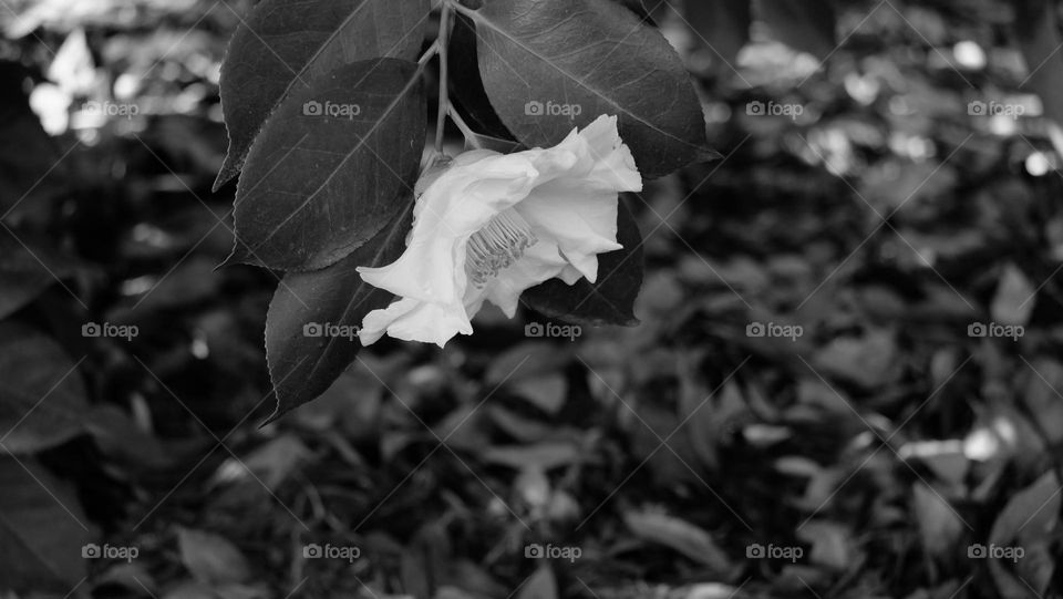 White rhododendron hanging from a branch