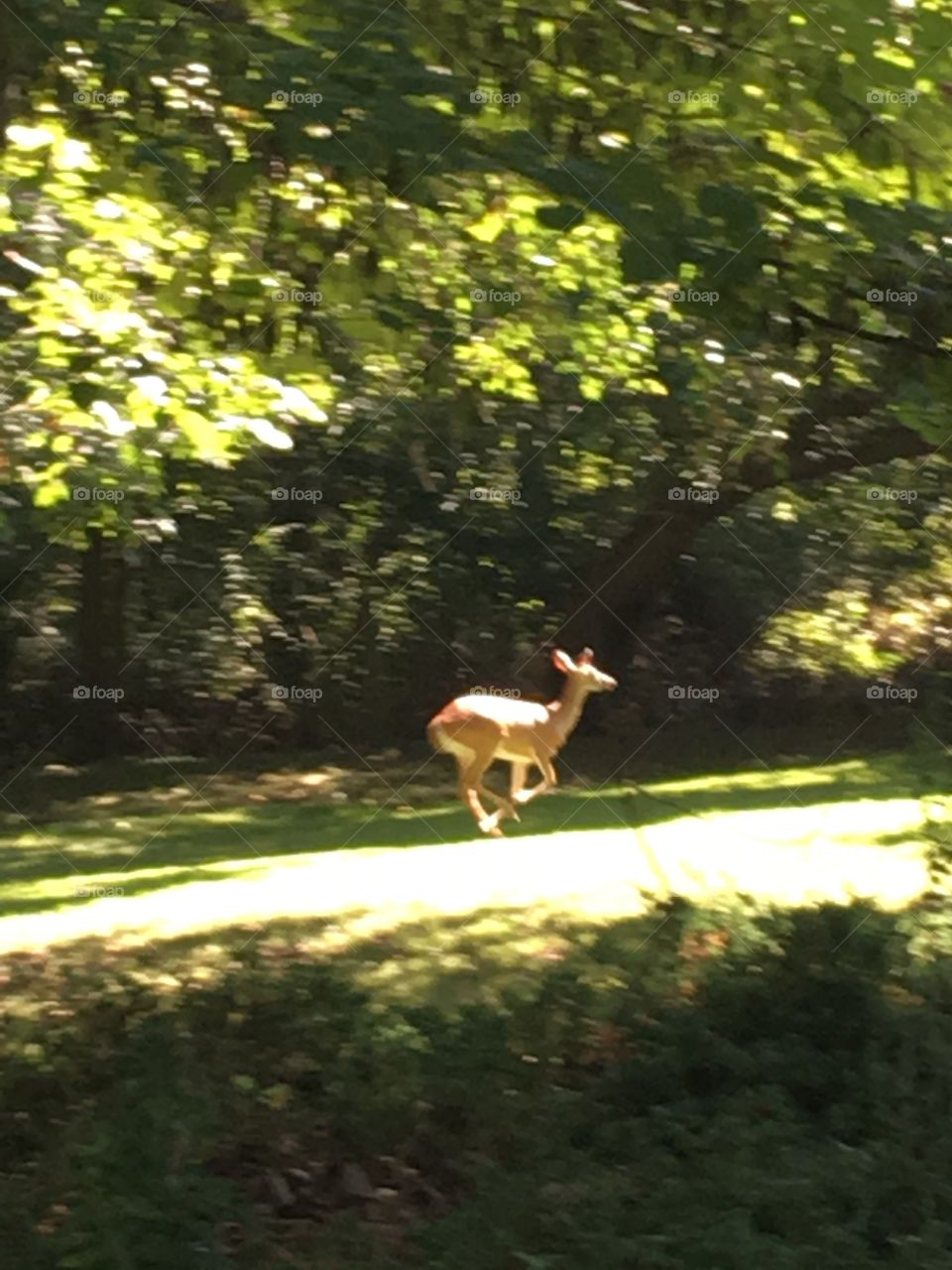 Just a minute I’m coming! Where are we going now? The Cherry tree is over here! 