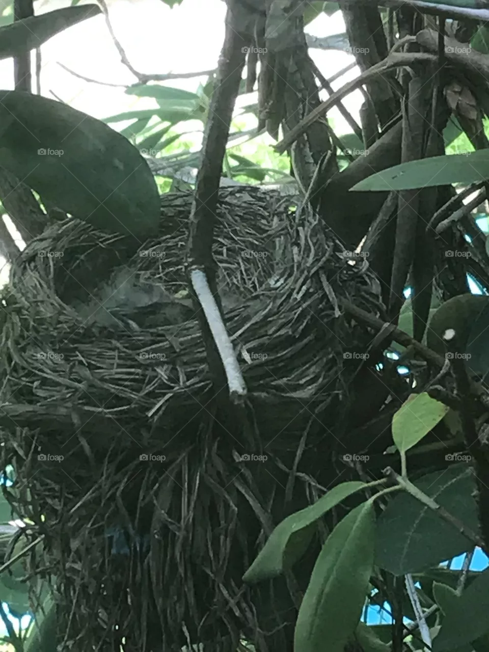 Baby Robins