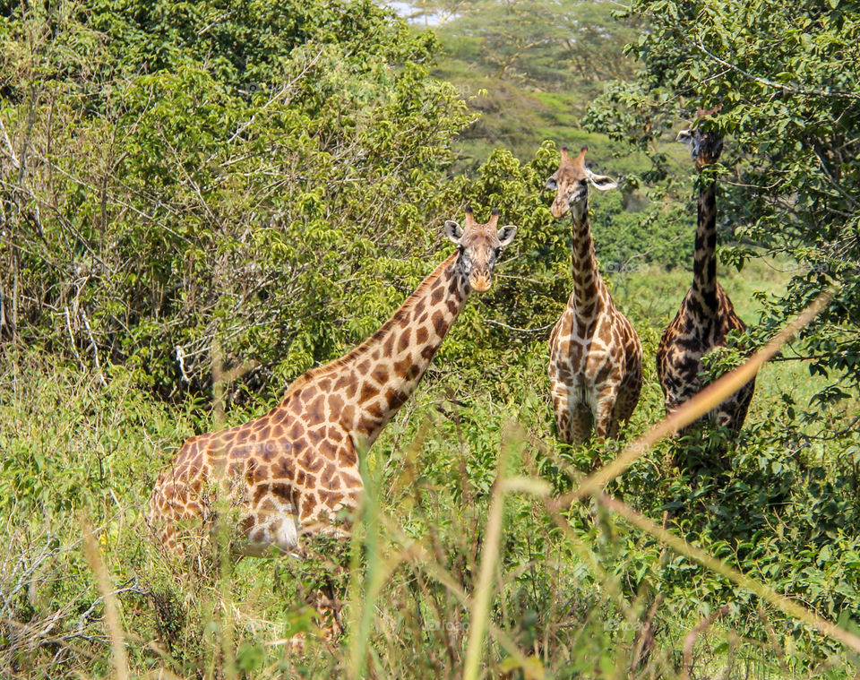 Giraffes having lunch 