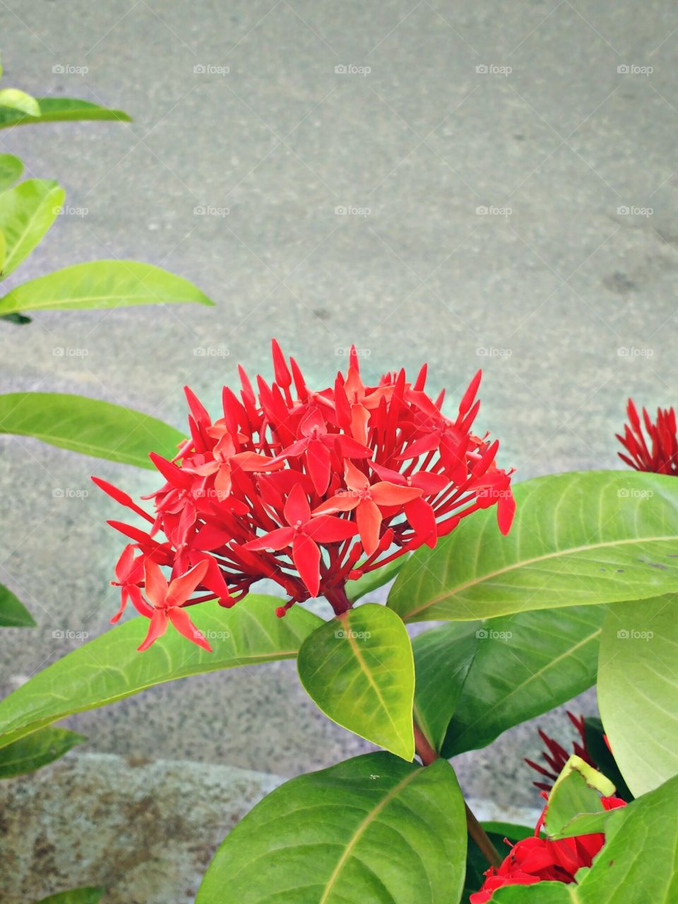 Ixora coccinea