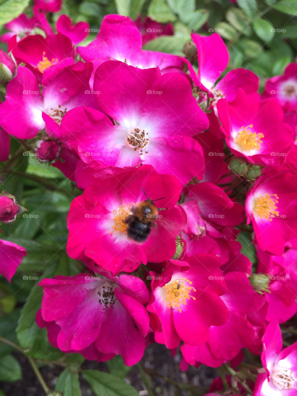 Catched at Öland , Sweden today 