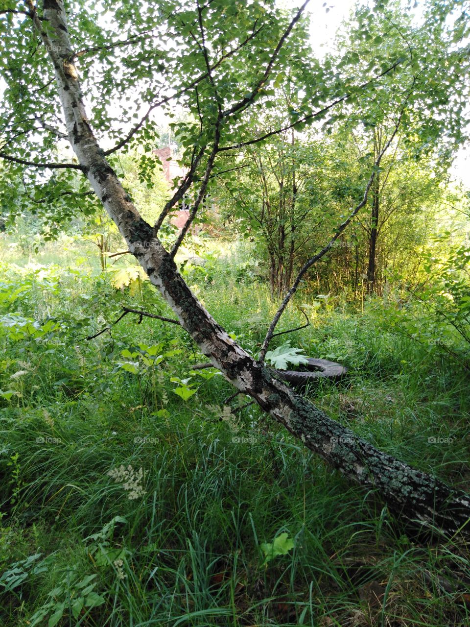 Кривая береза