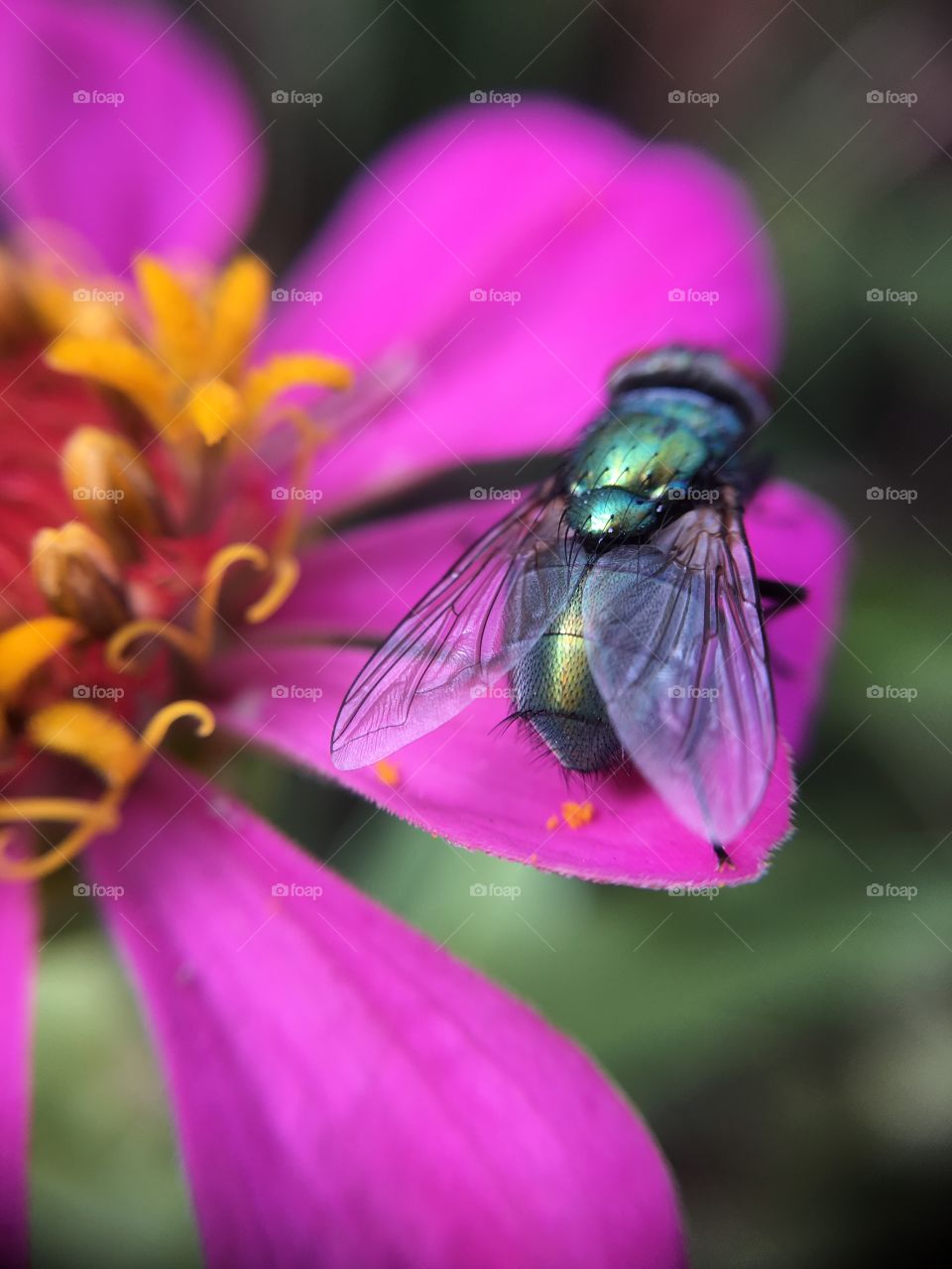 Bee on flower