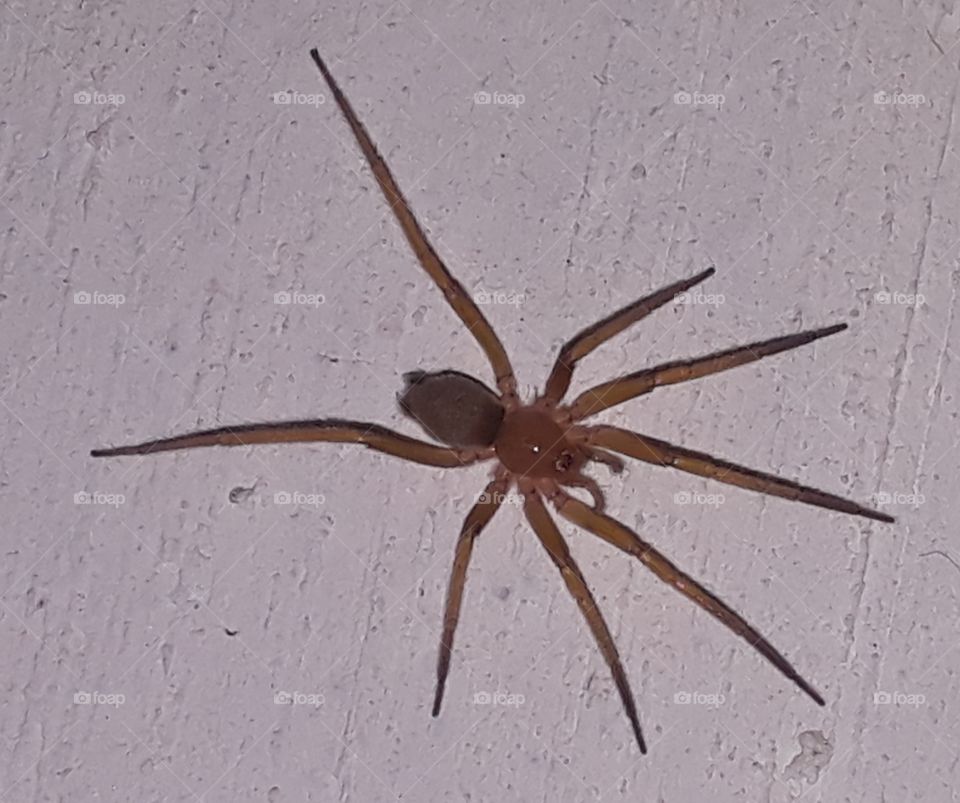 Spider Aranha Aracnídeos Animal peçonhento Homem-Aranha Longe de Casa Aracnofobia invertebrados Natureza VIVA Insetos