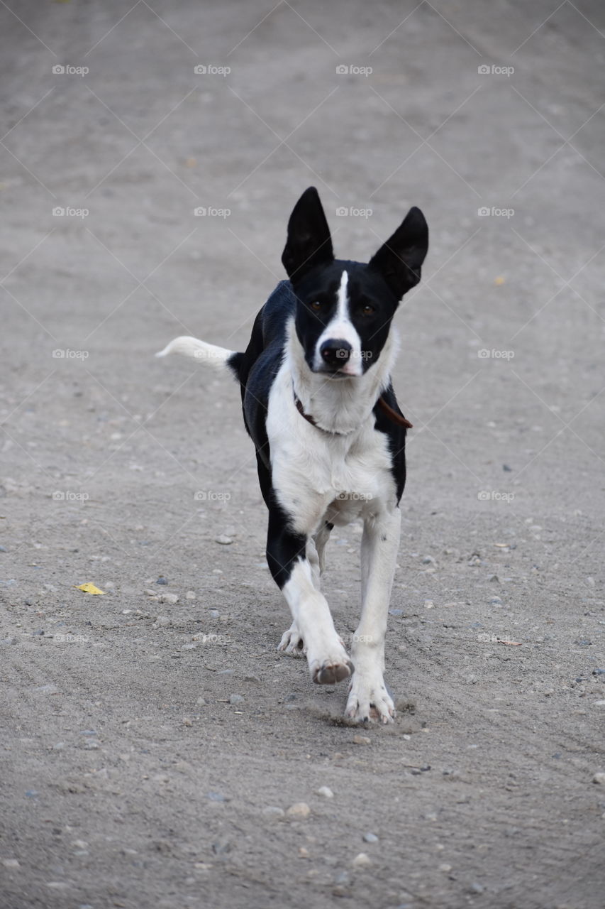 Black and white cattle dog hard at work on Fossen’s Farm. 