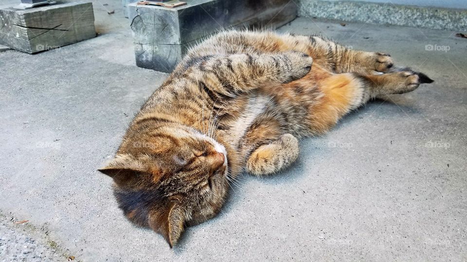 Sleeping cat