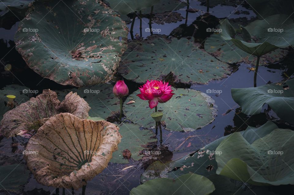 在铜鉴湖看花