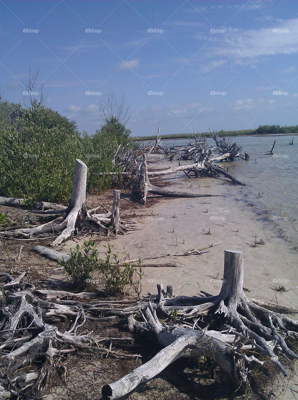 driftwood on Anclote Key