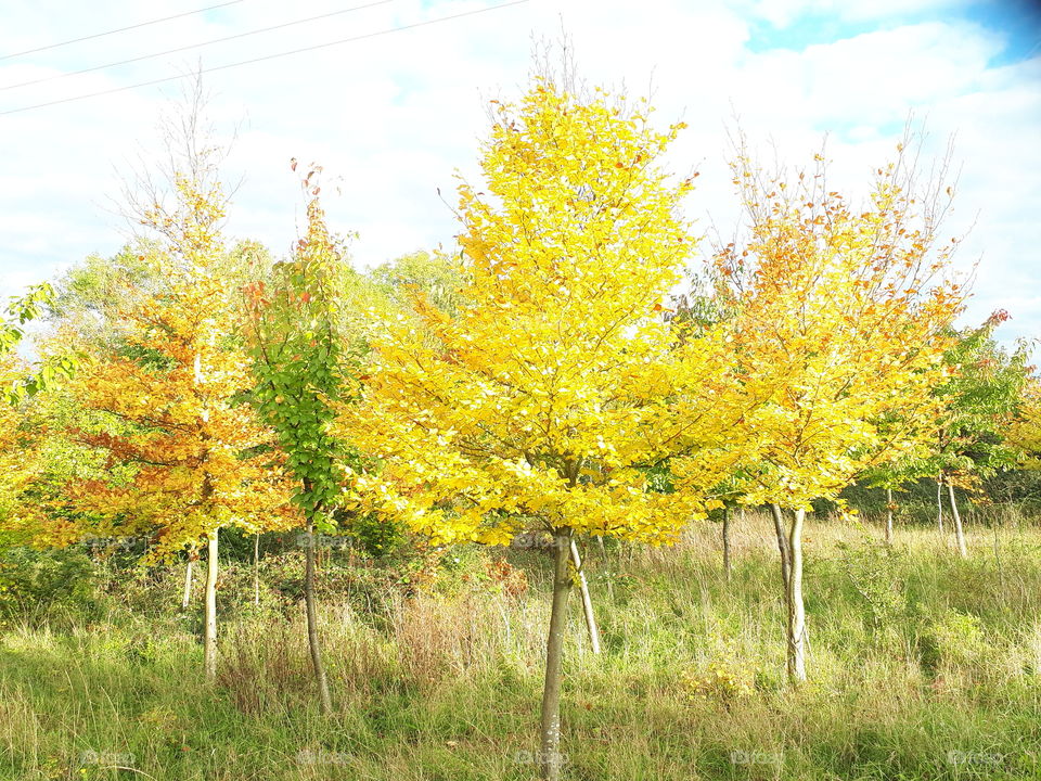 Landscape, Fall, Nature, Tree, Season