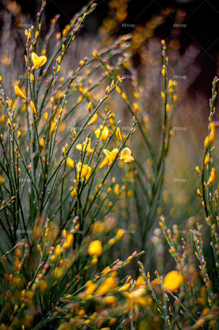 Young yellow broom flowers and buds. Citisus.