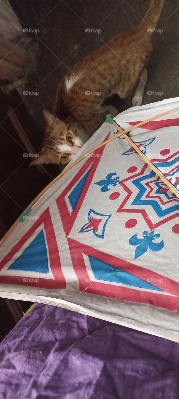 I will fly again and come down again you want me to take you with me