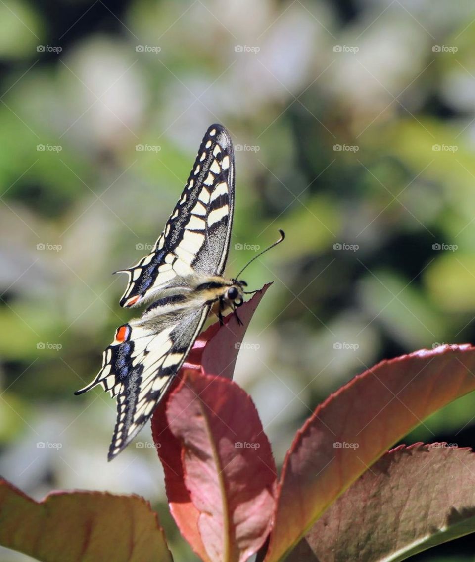 Swallowtail