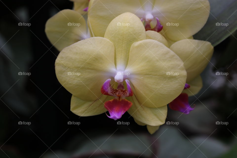 Yellow orchid
