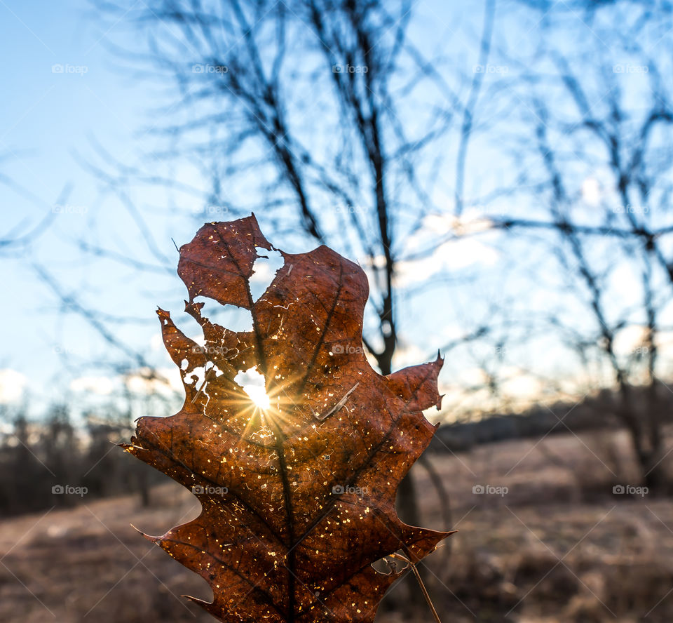 leaf