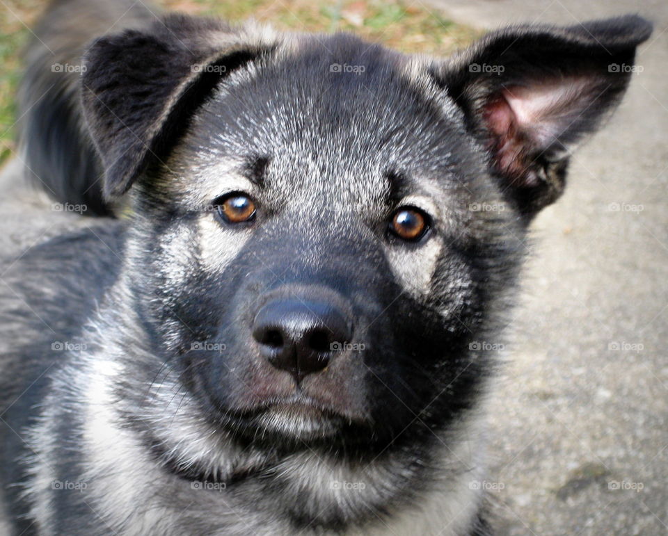 This is an Elkhound puppy that has one ear up and one ear flopped down.
