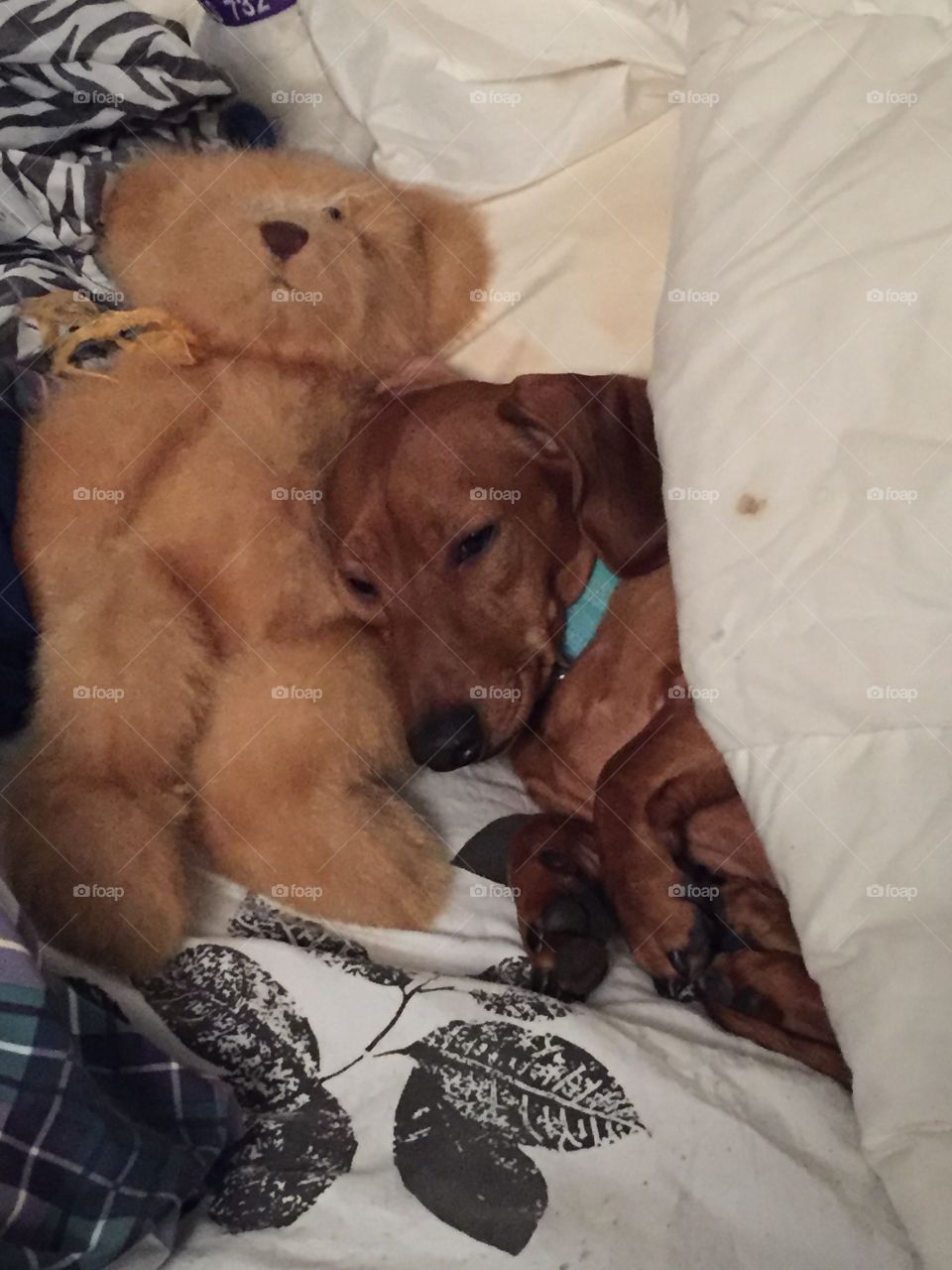 A little boy and his teddy 