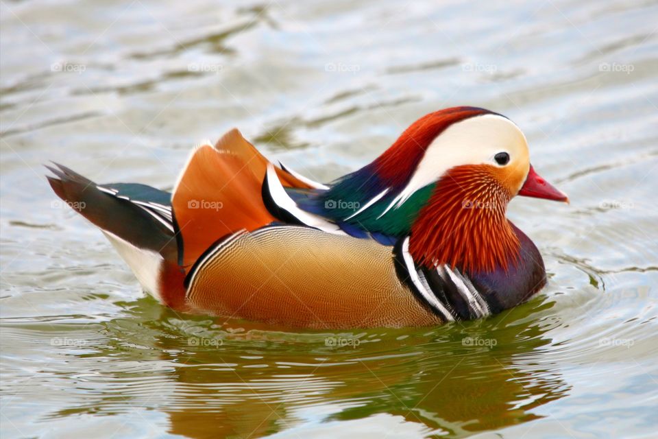 Mandarin bird