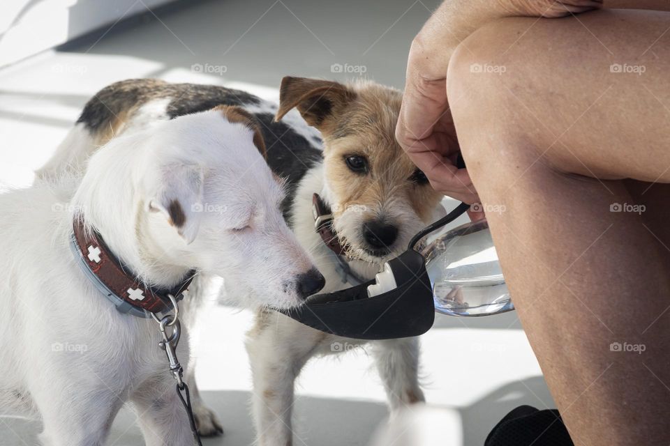 Cute dogs drinking water 