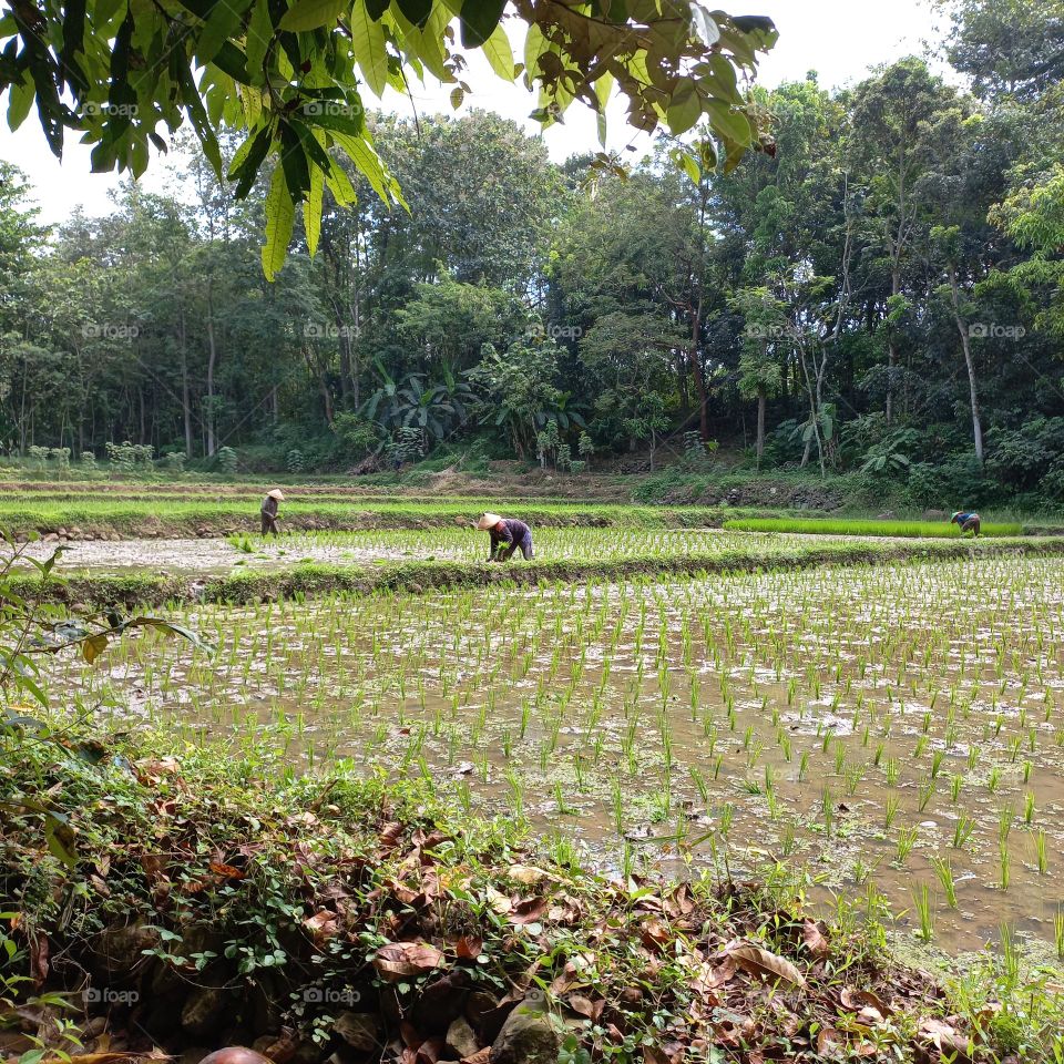 Views of rice fields with beautiful natural surroundings