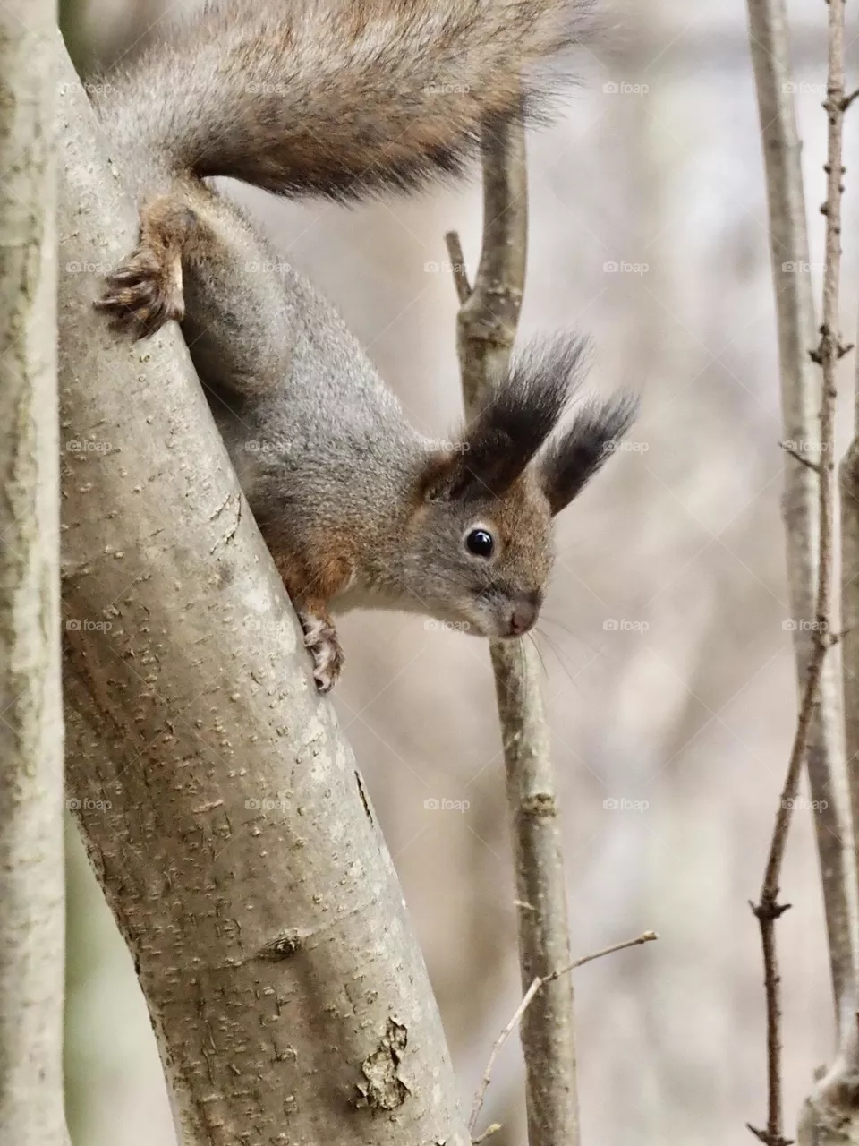 🐿