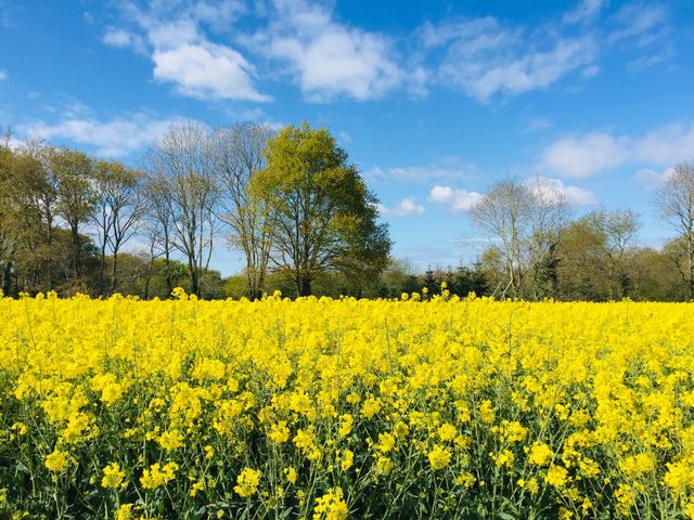 Color: Yellow 