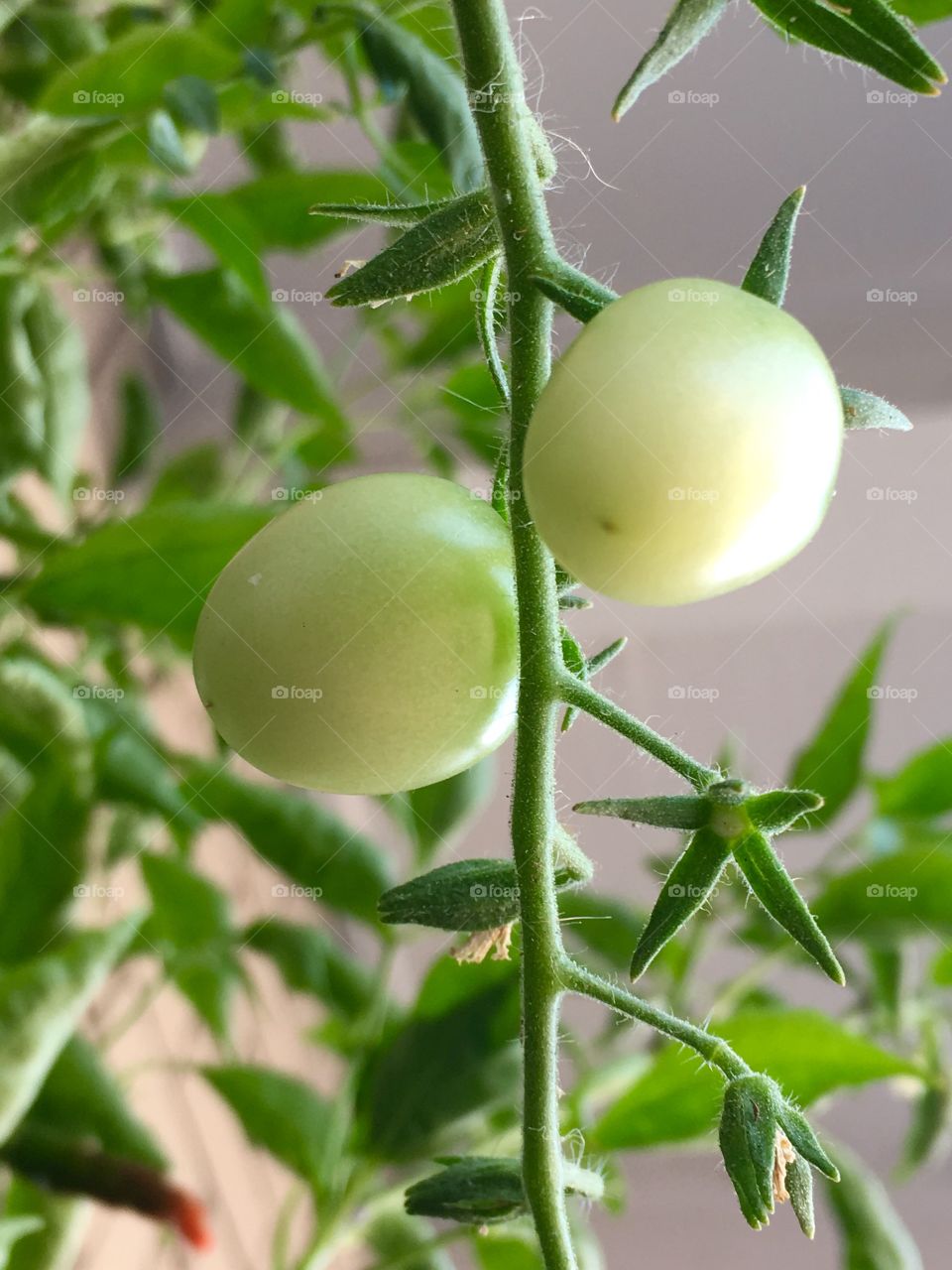 Green Cherry tomatoes 