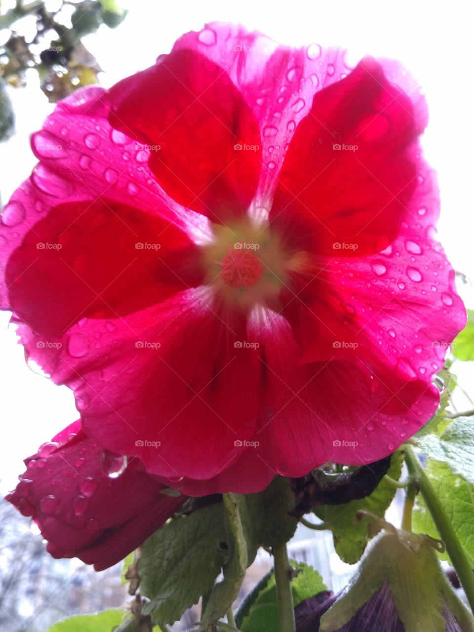 Flower in the rain