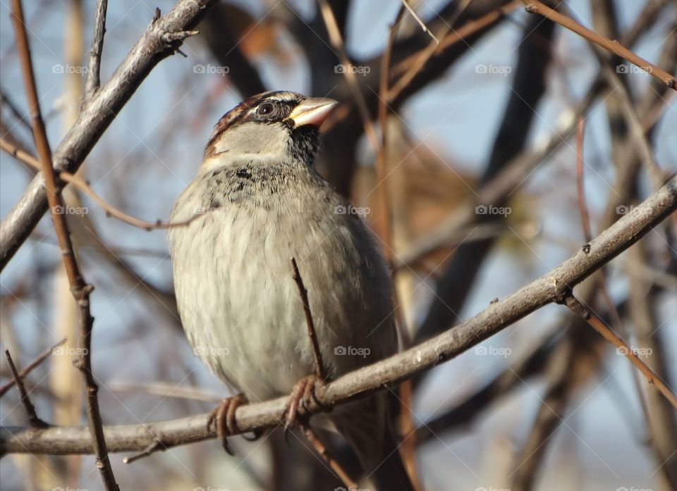 Sparrow