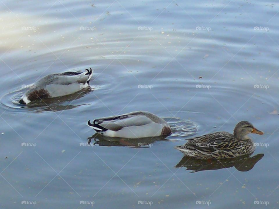 Diving ducks