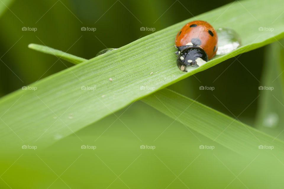 ladybug and dew drops.  amazing spring nature concept