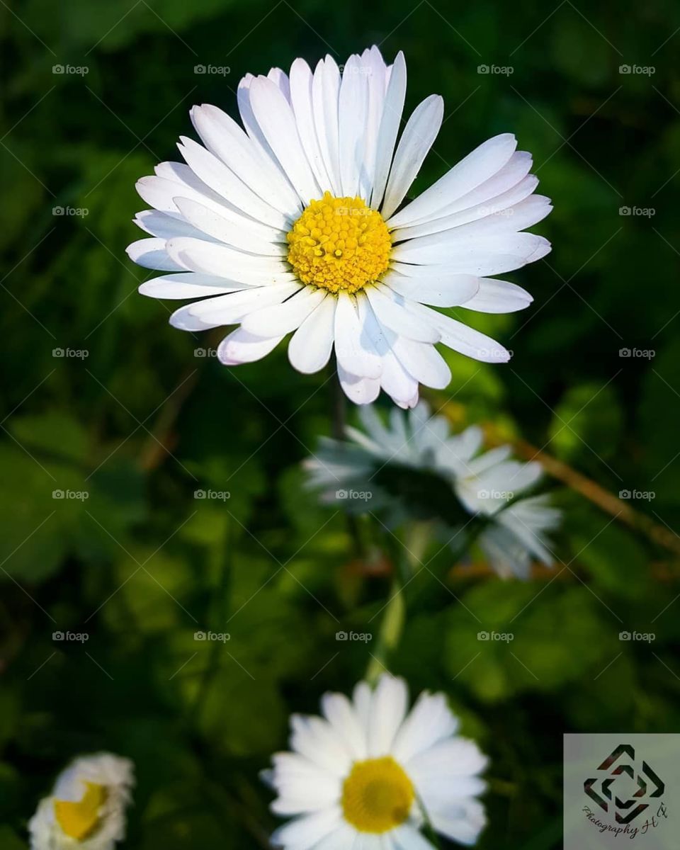 Flower, Nature, Summer, Flora, No Person