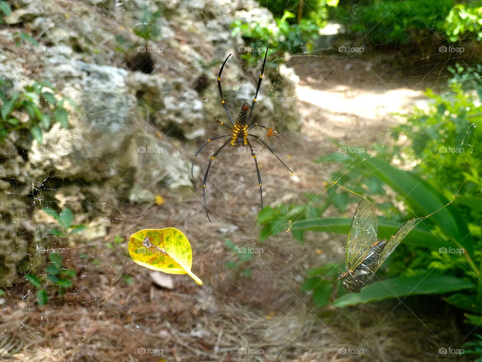 spider in Okinawa