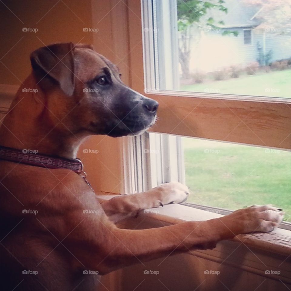 doggie in the window