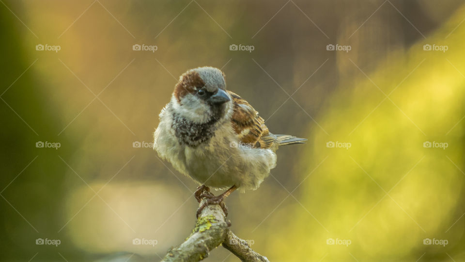 Bird, Wildlife, Nature, Outdoors, No Person