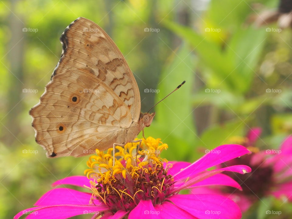 Butterfly rest on flower