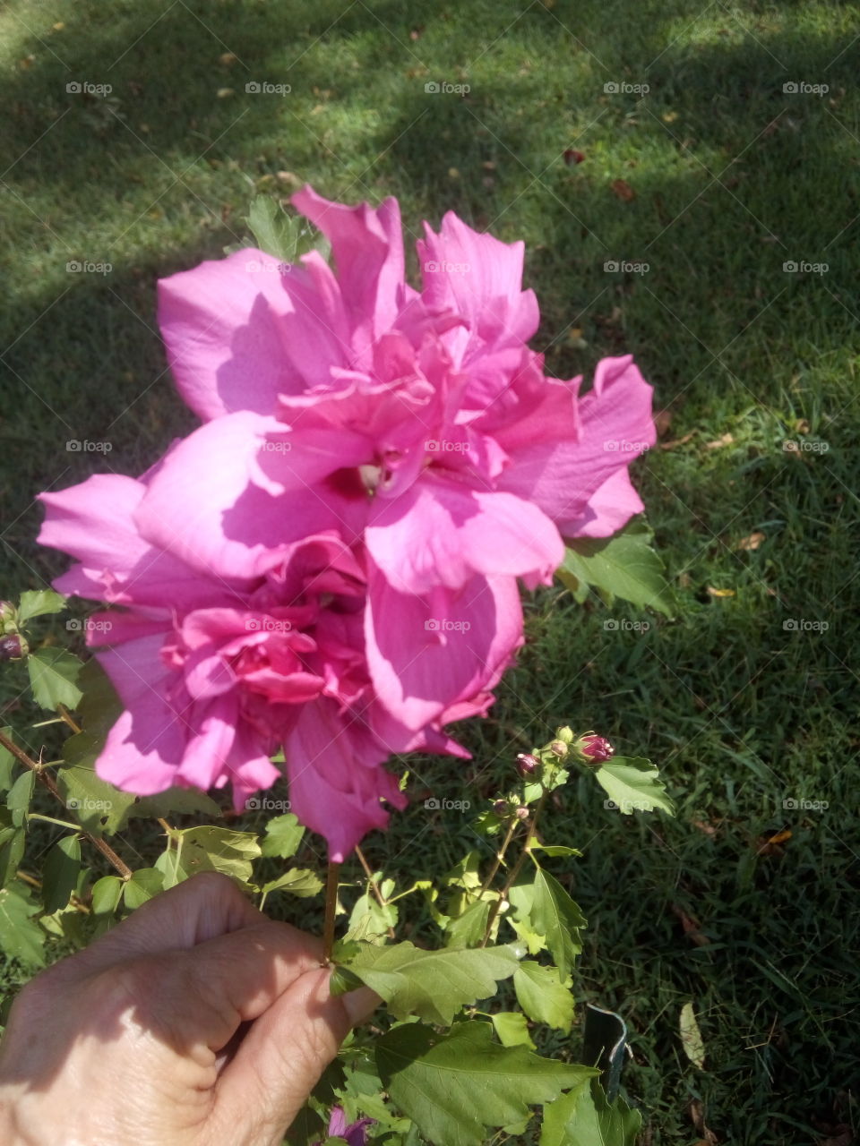 first year bloom on my hibiscus bought in early spring has finally showing me some love.