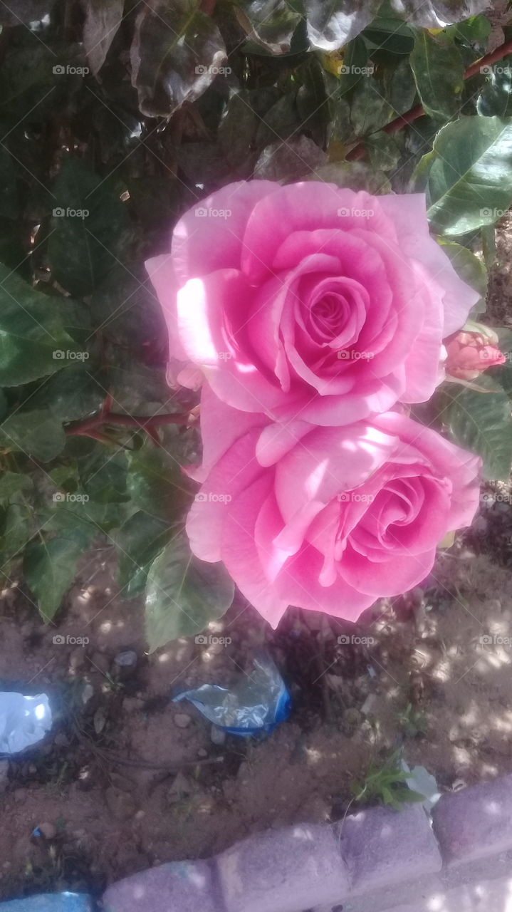 rose