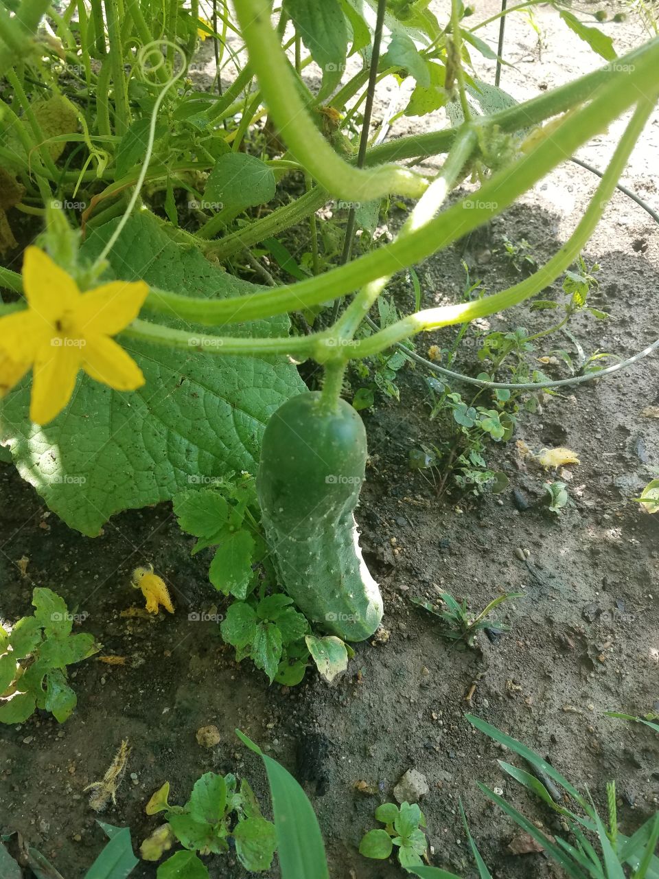 tiny green growing cucumber on the vine